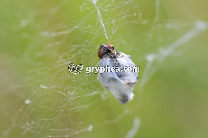 Epeire fasciée ou Argiope - proie (diptère) piégée sur la toile - gryphea.com